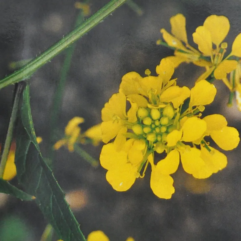 Mustard Bach Flower Remedy 10ml